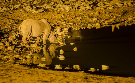 rhino drinking floodlit waterhole