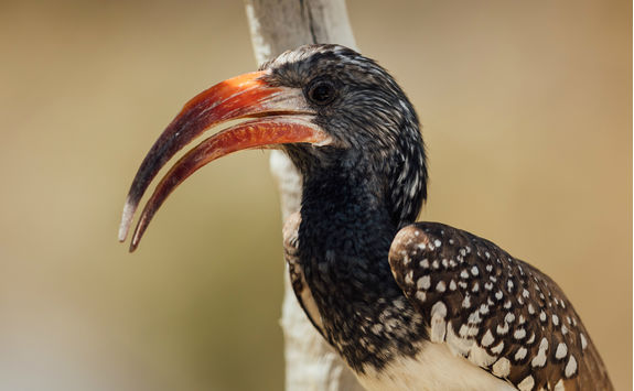 close up monters hornbill