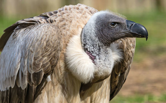 close up white backed vulture