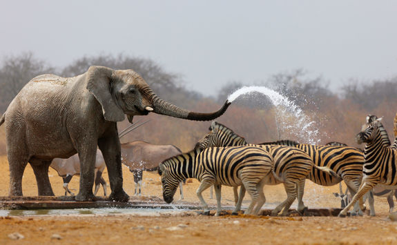 elephant spraying water on zebras