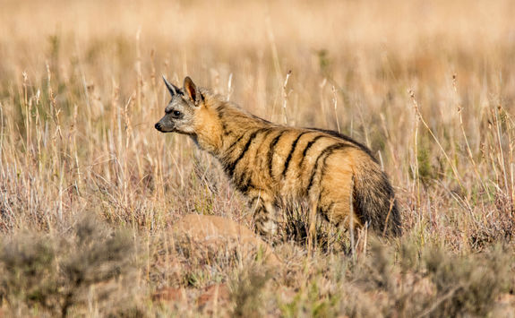 aardwolves foraging