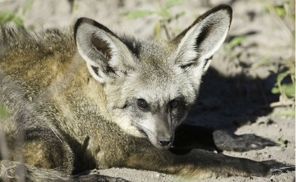 bat eared fox
