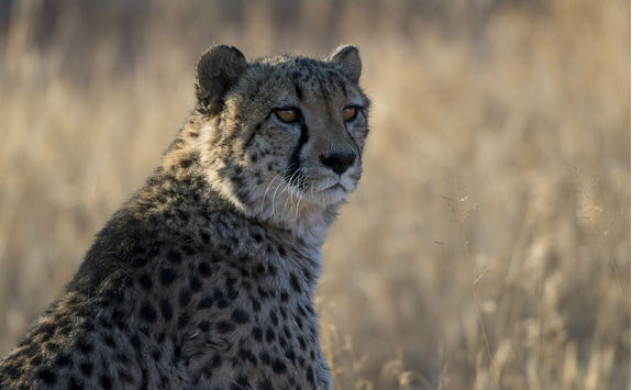 cheetah okonjima reserve