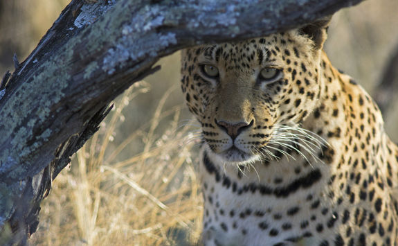 leopard okonjima