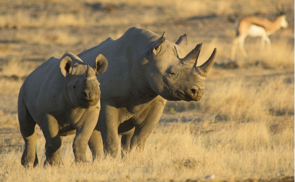mother and baby black rhino