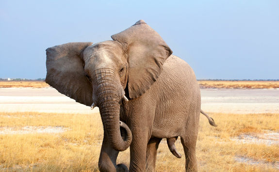 male elephant close up
