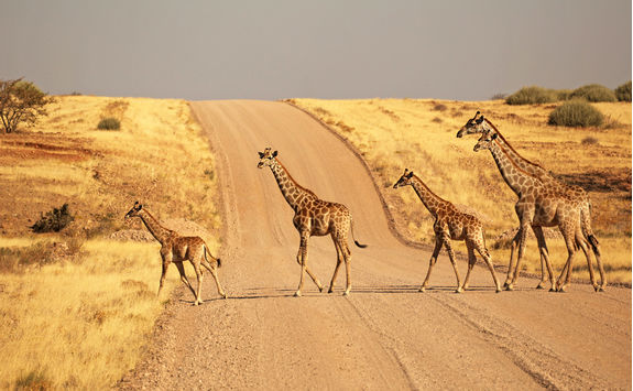 group giraffles gravel road