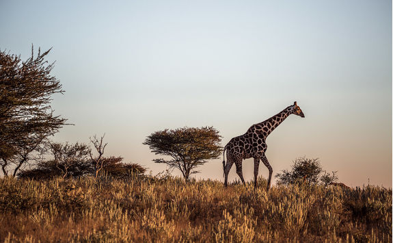 giraffe namibia
