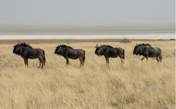 gnus namibia