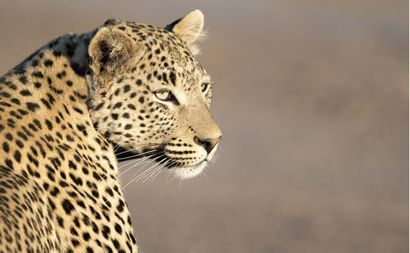 leopard close ip