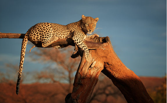 leopard namibia