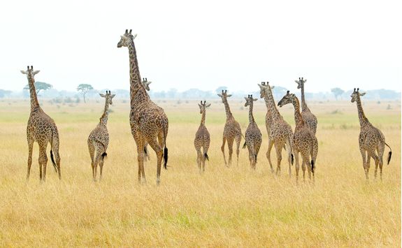 giraffe herd