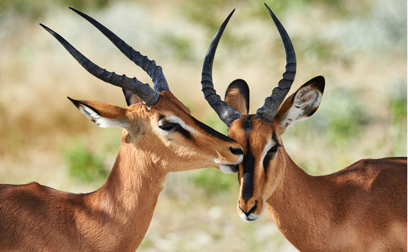 impala close up