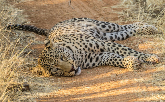 sleeping leopard