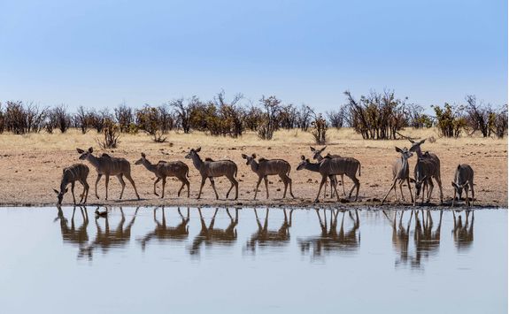 kudu herd waterhole