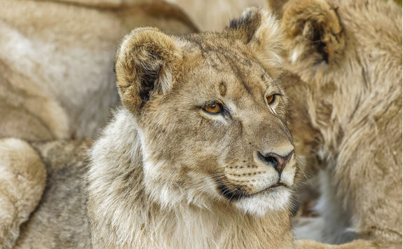 lion detail ongava namibia
