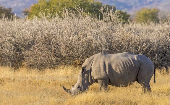 white rhino namibia