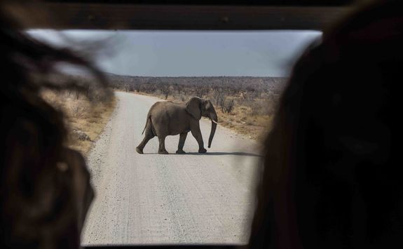 game drive etosha