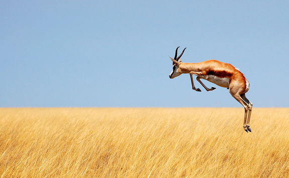 springbok jumping etosha
