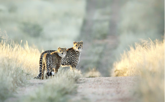 two cheetah