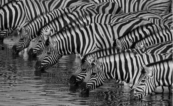 zebras drinking etosha