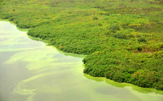 mangrove banks lake victoria