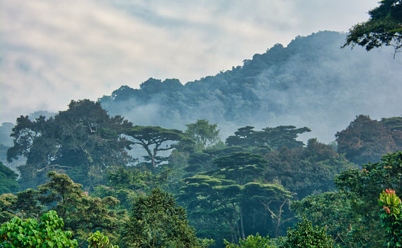bwindi national park jungle