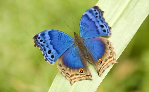 salamis butterfly