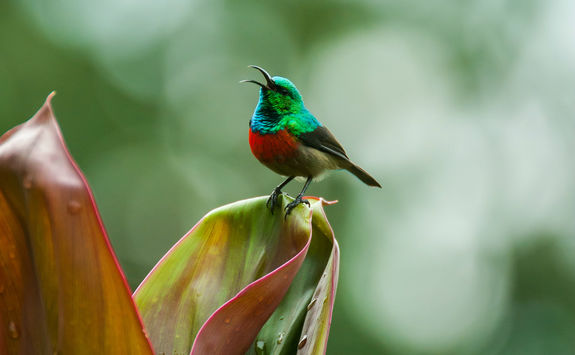 uganda bird
