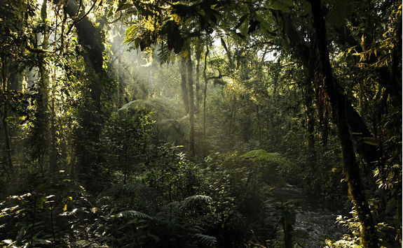 forest bwindi national park