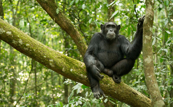 chimpanzee forest