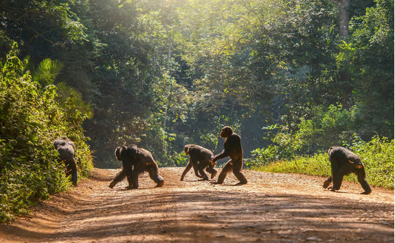 walking chimpanzees road