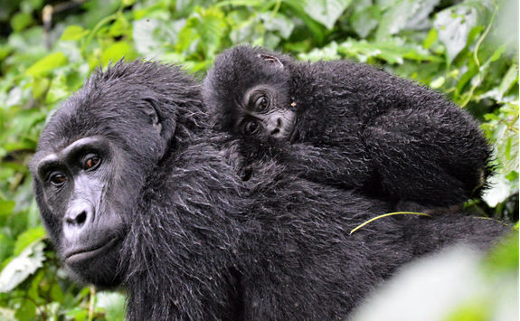 mother and baby gorilla bwindi