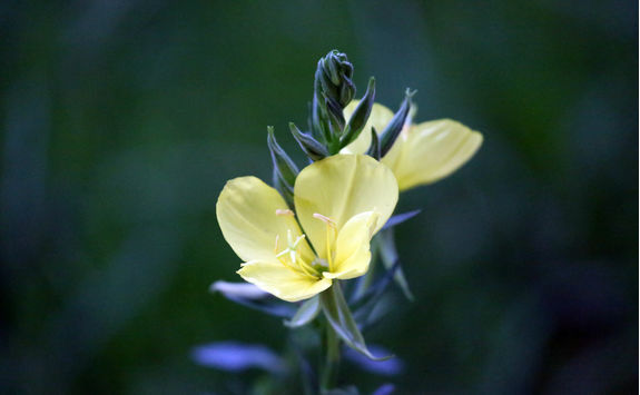 mustard flower