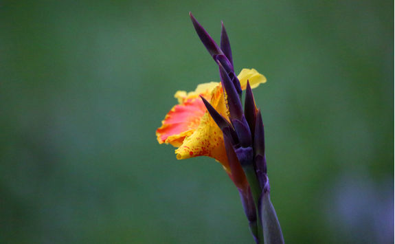 single flora bwindi