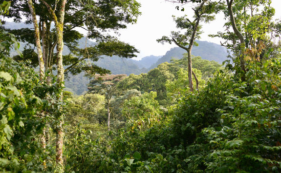bwindi inpenetrable forest