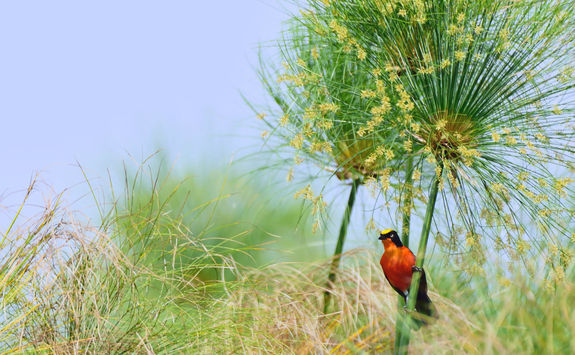 papyrus gonolek