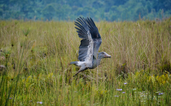 shoebill mabamba swamp