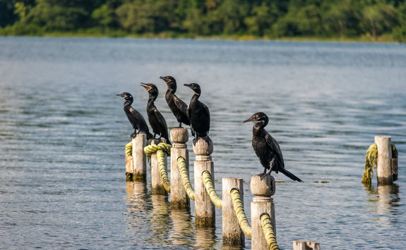 neotropic cormorants pier