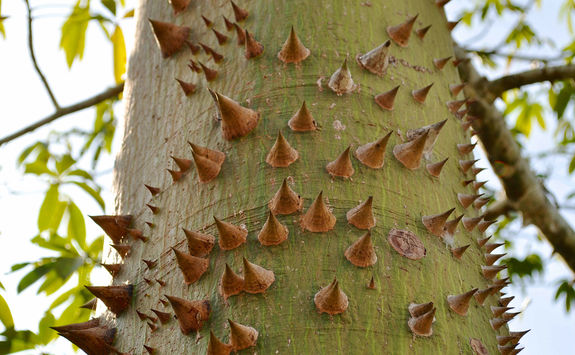 sacred spiked ceiba tree