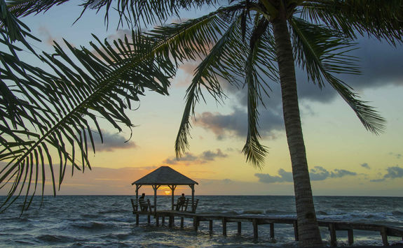 palm tree placenia
