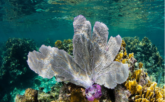 sea fan caribbean