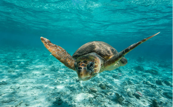 sea turtle snorkelling