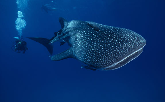 whale shark belize