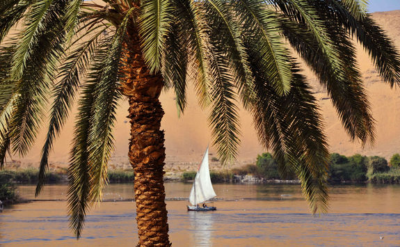 the nile view point behind palm tree
