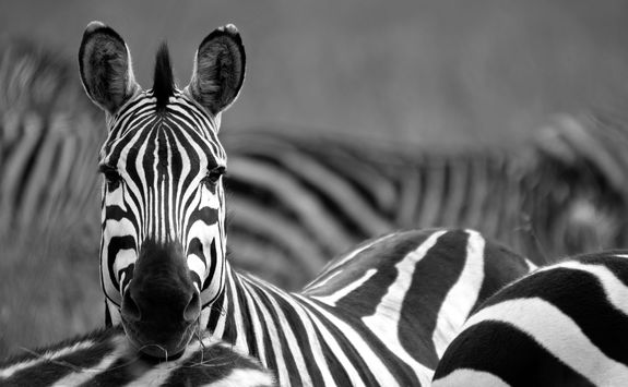 zebra detail