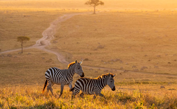 zebras sunset mara