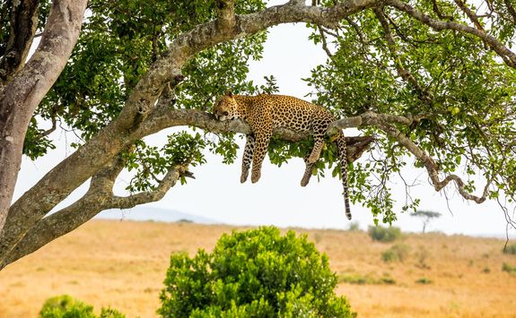 leopard sleeping tree