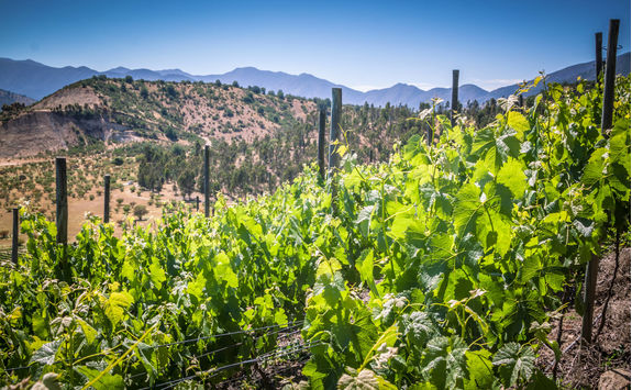 casablanca wine valley