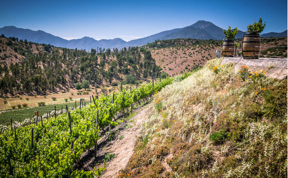 winery in casablanca